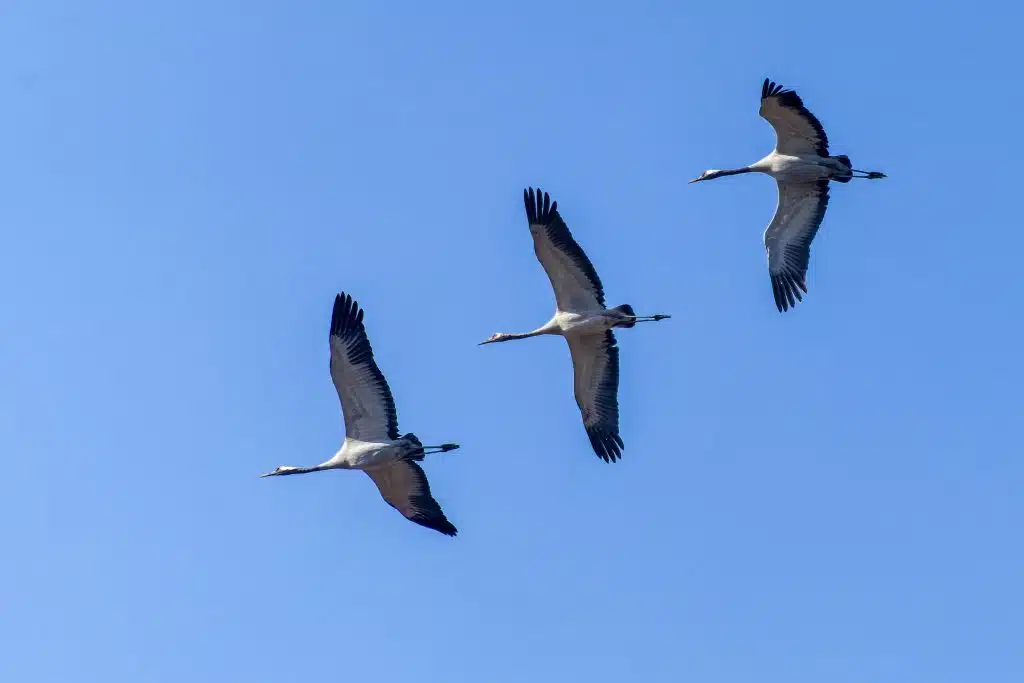 Common Crane 3 DSC7202 DxO Nepal Birding Tour | Bird Watching Tour in Nepal