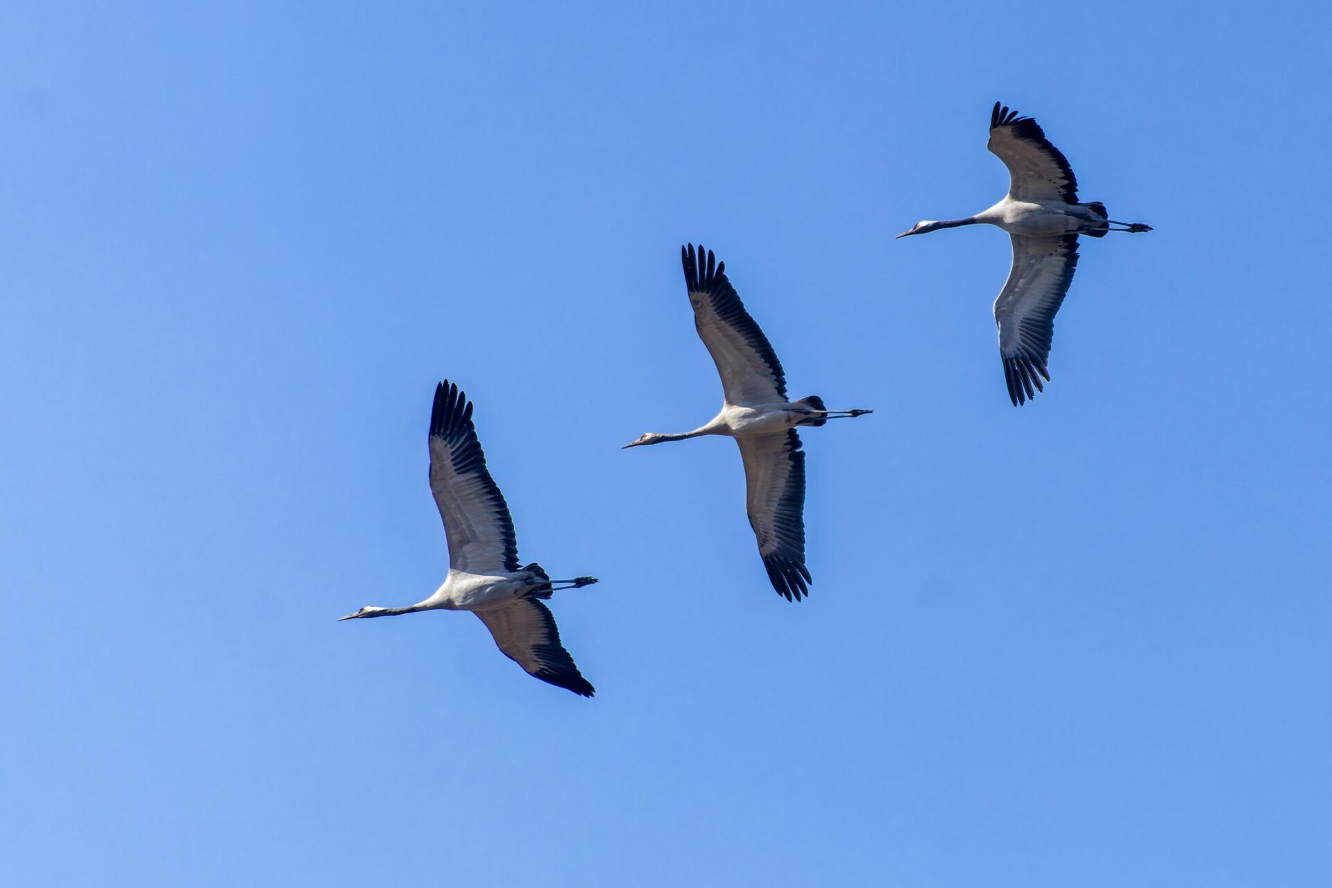 Common Crane 2 Common Crane 1