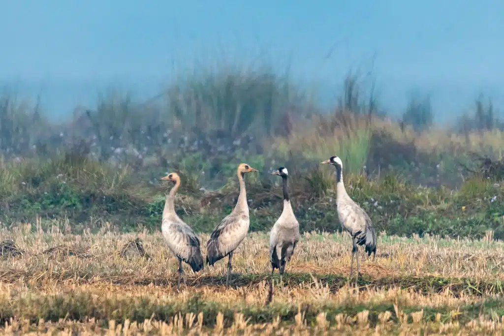 Common Crane 9 DSC 5636 Nepal Birding Tour | Bird Watching Tour in Nepal