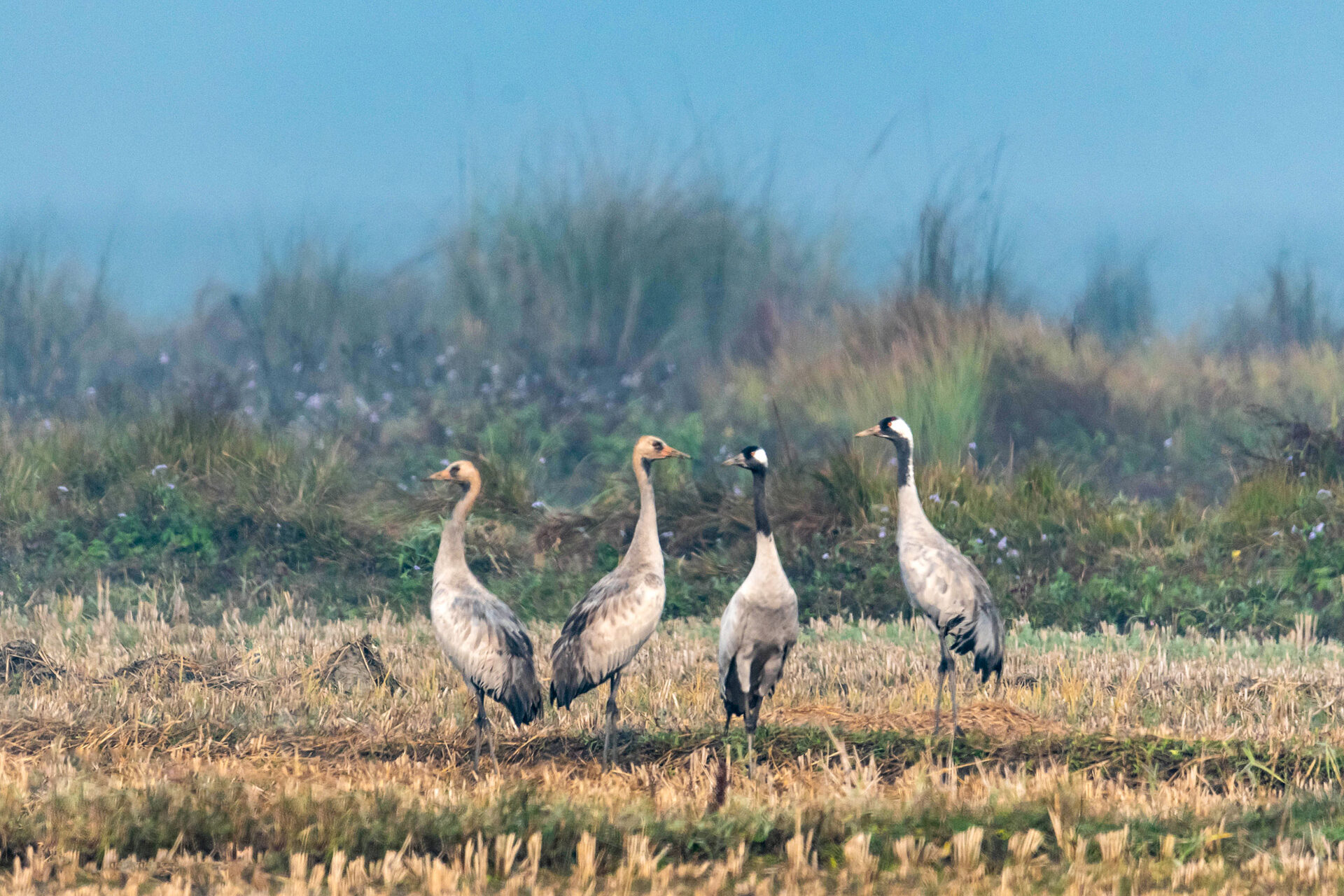 Common Crane 8 Common Crane 6