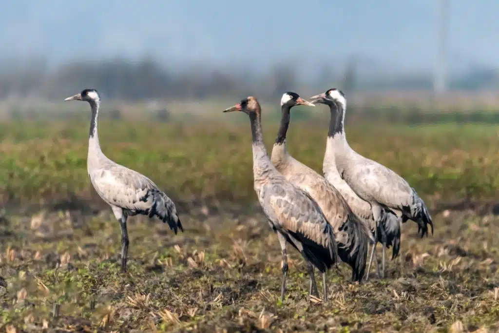 Common Crane 6 DSC 5656 Nepal Birding Tour | Bird Watching Tour in Nepal