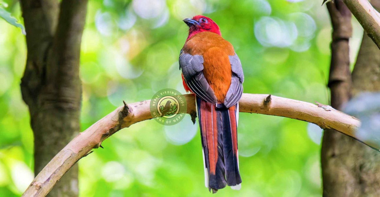 Bird Photography in Nepal 1 Bird Photography in Nepal