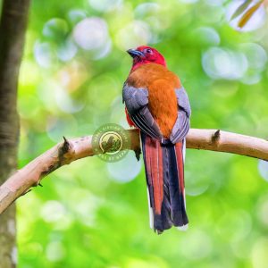Bird Photography in Nepal