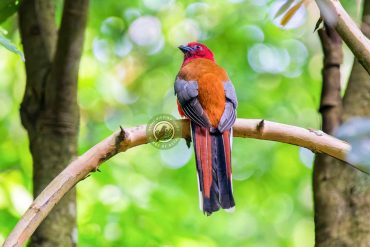 Home 51 Bird Photography in Nepal