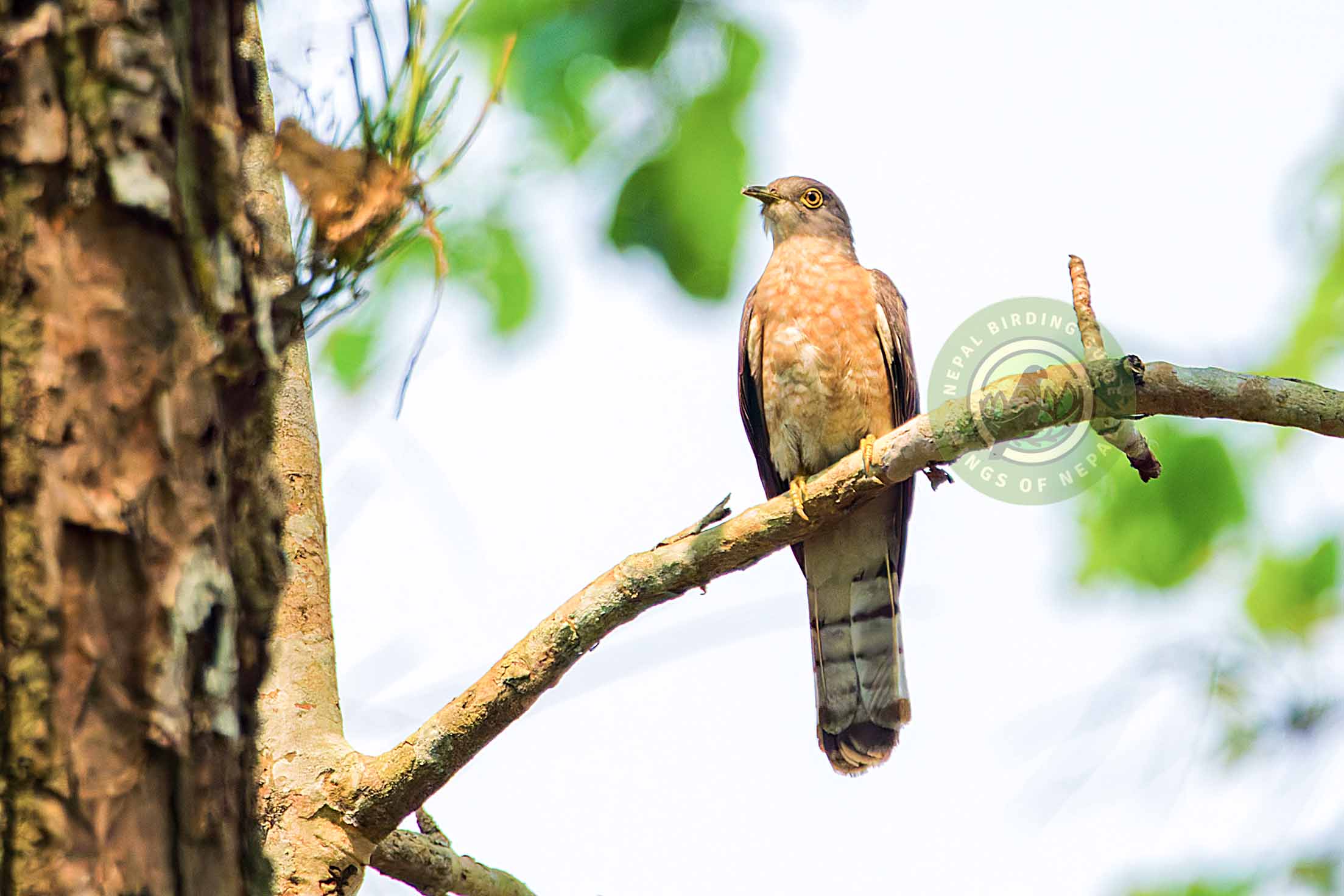 Common hawk-cuckoo