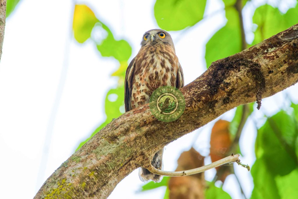 Bird Photography in Nepal 5 DSC02815 Nepal Birding Tour | Bird Watching Tour in Nepal