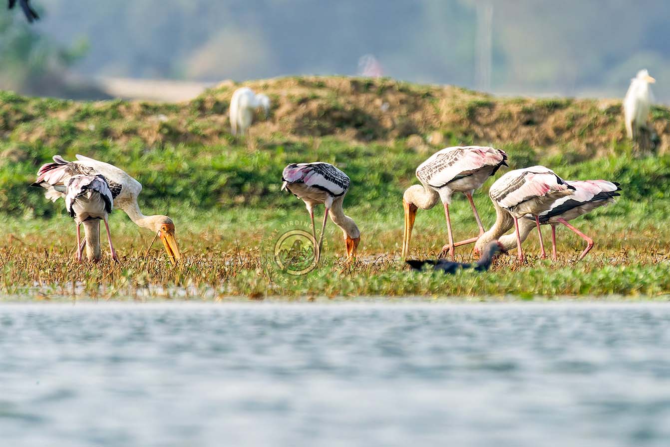 Painted stork