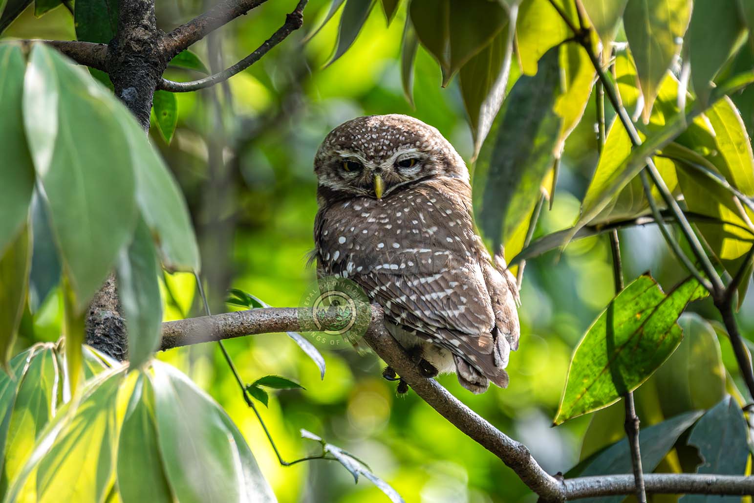 Spotted Owlet