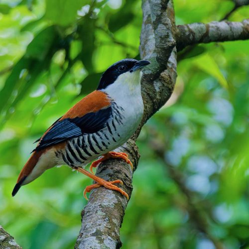 7 Days Nepal Birding Tour