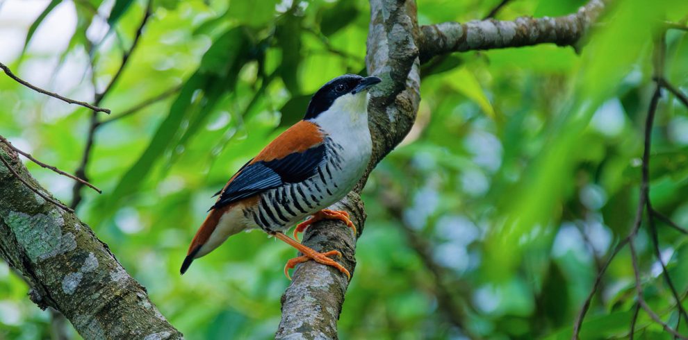 7 Days Nepal Birding Tour