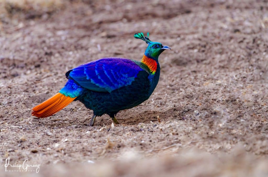 Bird Watching Tours 5 Nepal Birding Tour