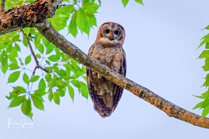Mottled wood owl