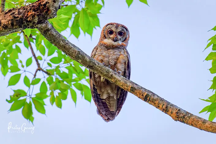 Mottled wood owl