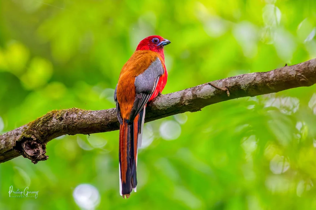Nepal Birding Tour