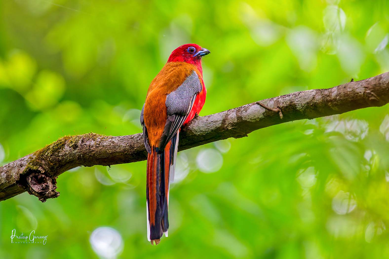 Bird Watching Tours 5 Nepal Birding Tour