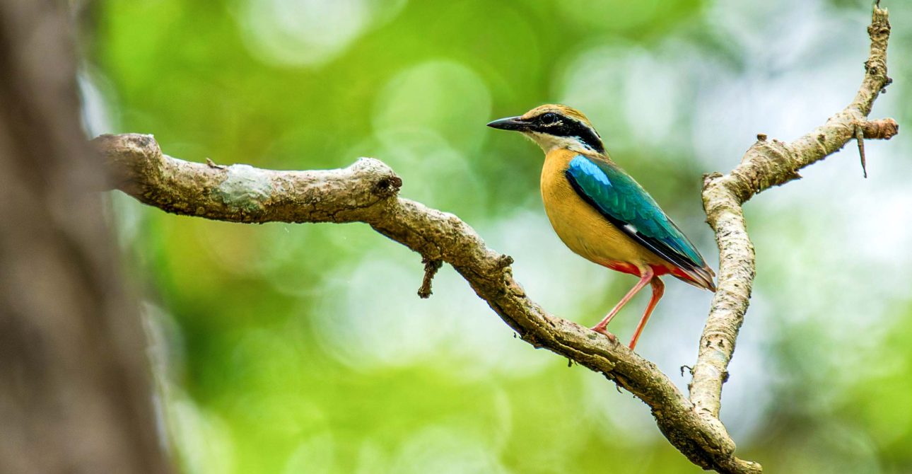 Bird Watching Tours 1 Bird Watching Tours