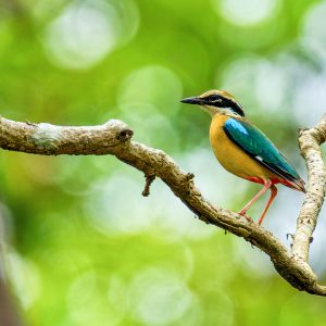 Bird Watching Tours