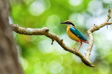 Home 50 Bird Watching Tours