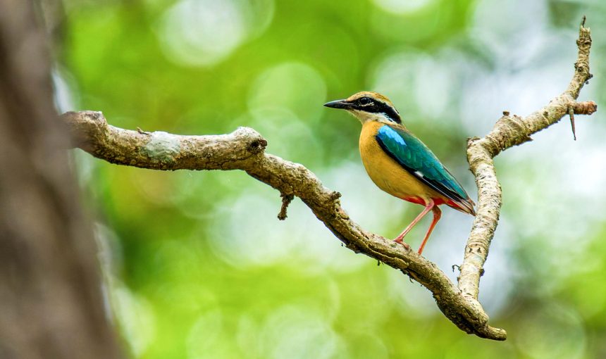 Bird Watching Tours