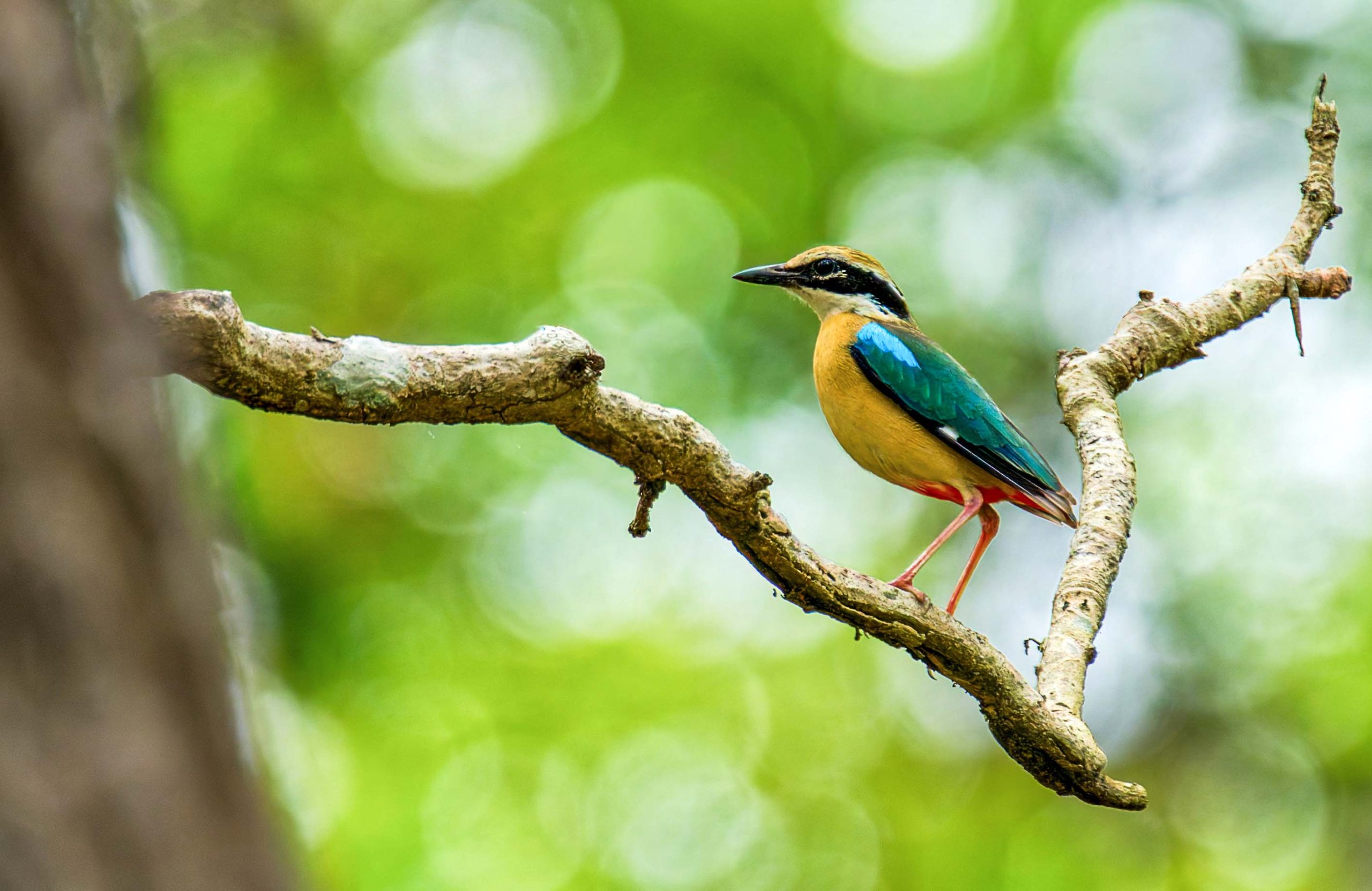 Bird Watching Tours 1 Bird Watching Tours