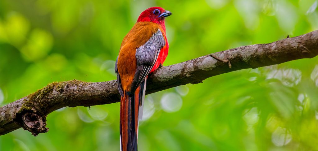 Trip Search Result 28 Birding in Kathmandu