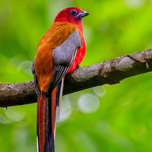Birding in Kathmandu