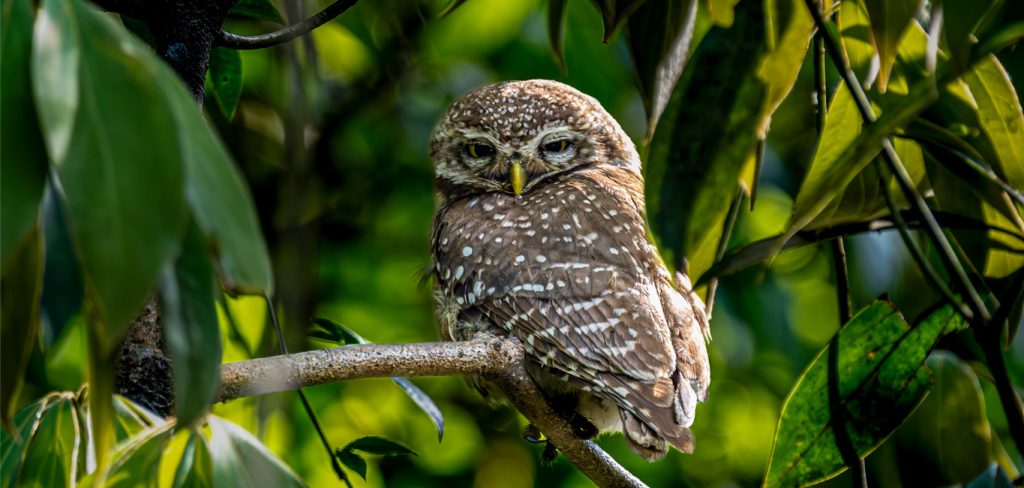 Trip Search Result 29 Birding tour in Kathmandu