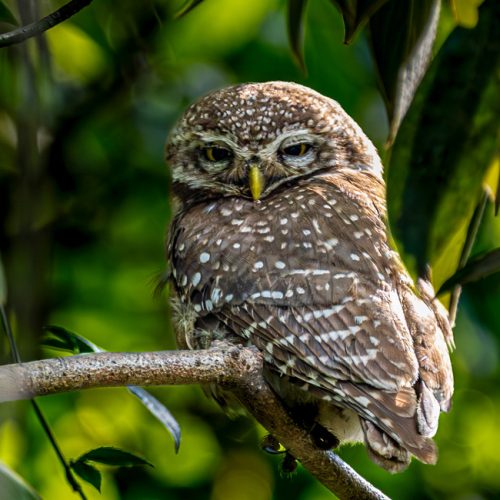Birding tour in Kathmandu