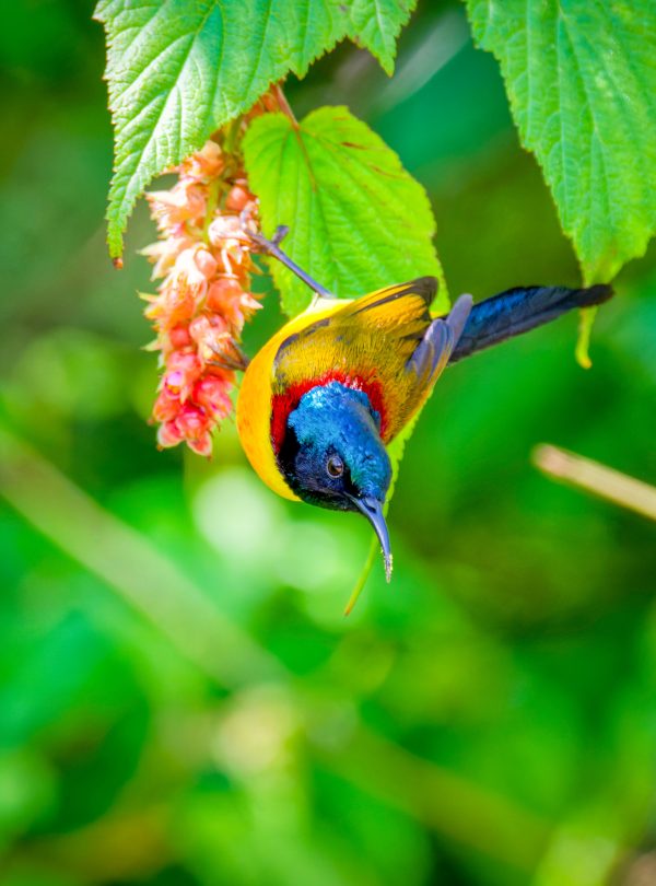 Birdwatching Tour in Kathmandu