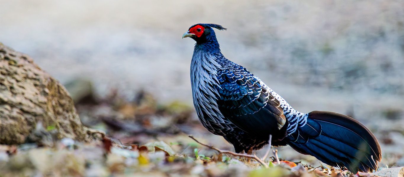 Day Birdwatching Tour in Kathmandu