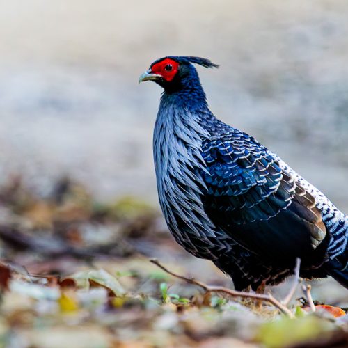 Day Birdwatching Tour in Kathmandu