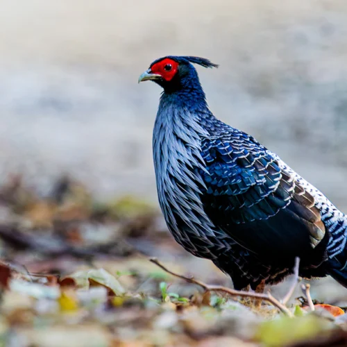Day Birdwatching Tour in Kathmandu