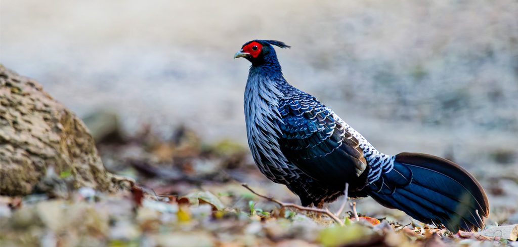 Trip Search Result 30 Day Birdwatching Tour in Kathmandu