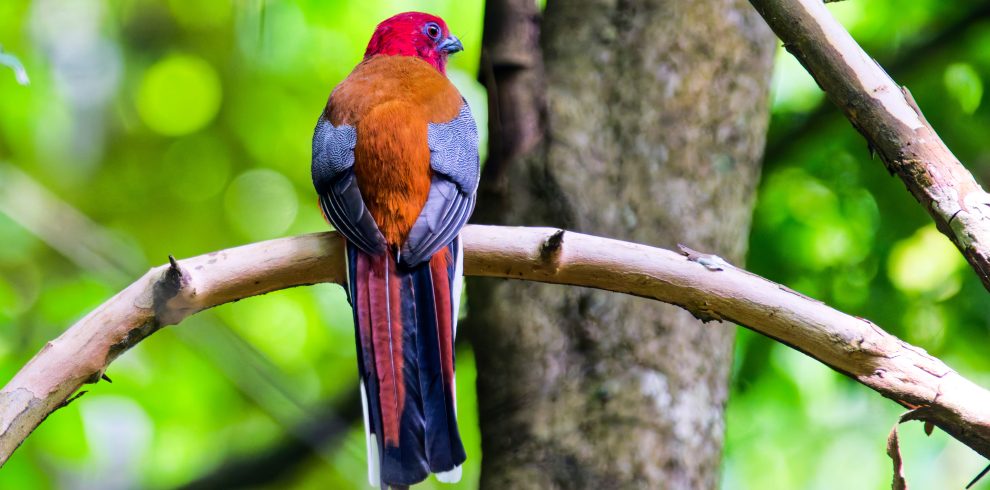 Day Birdwatching Tour in Kathmandu