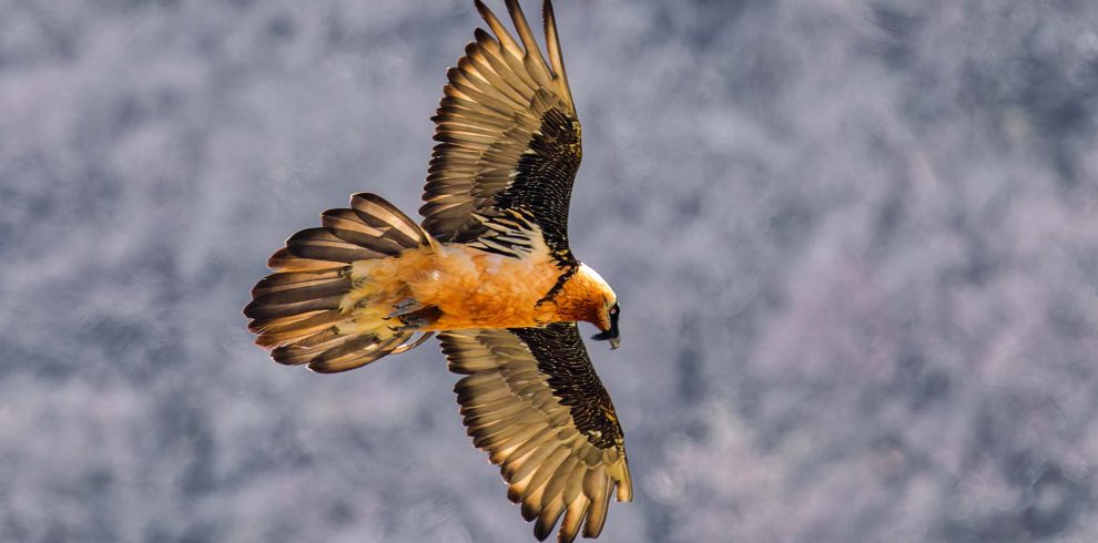 Himalayan Birdwatching Trek