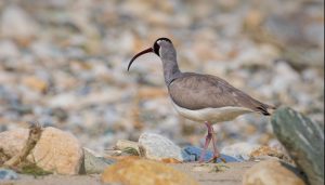 Manaslu Birdwatching Trek