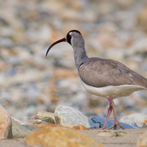 Manaslu Birdwatching Trek