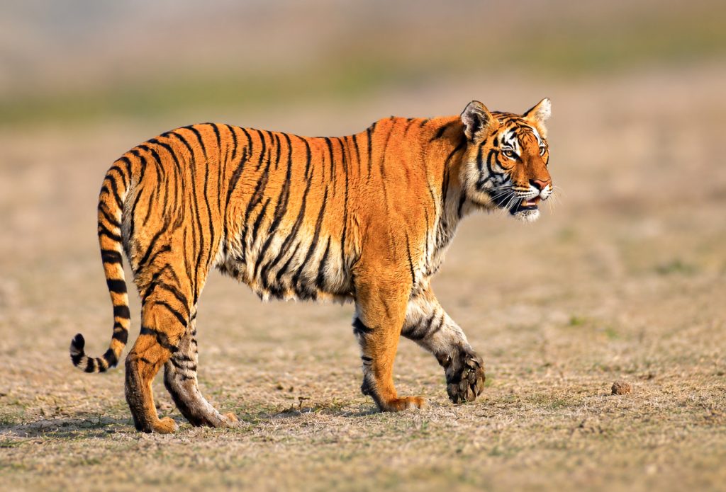 Tiger Photography in Nepal