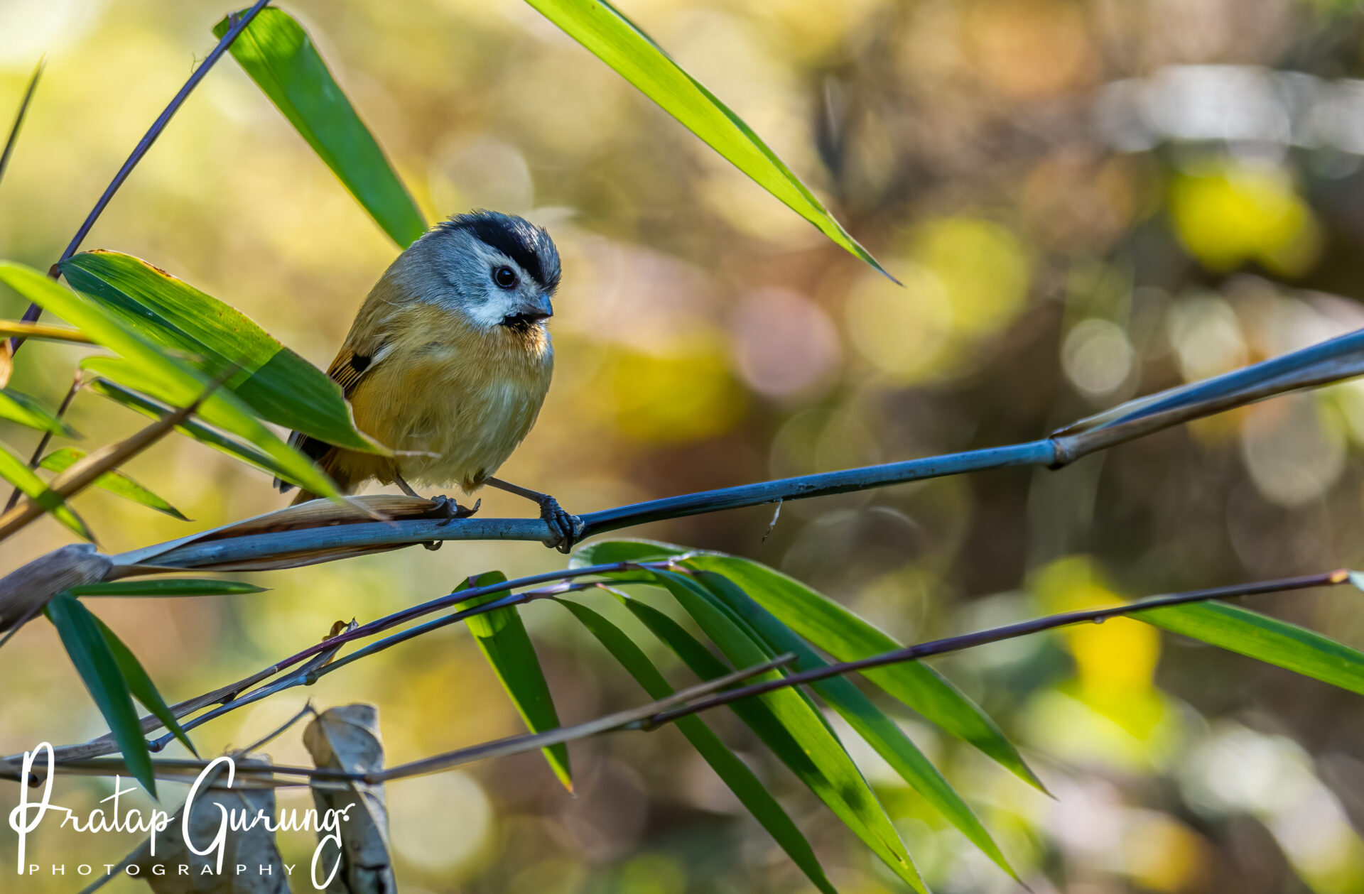 Bird Watching at Phulchowki and Godawari 1 Black-throated parrotbill