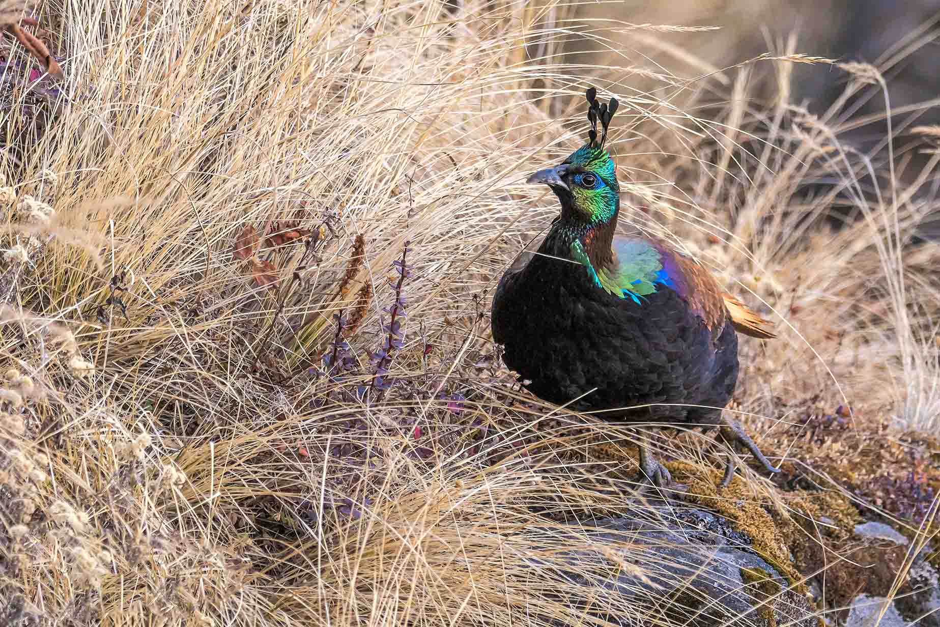 Trip Search Result 6 Annapurna trekking and birdwatching