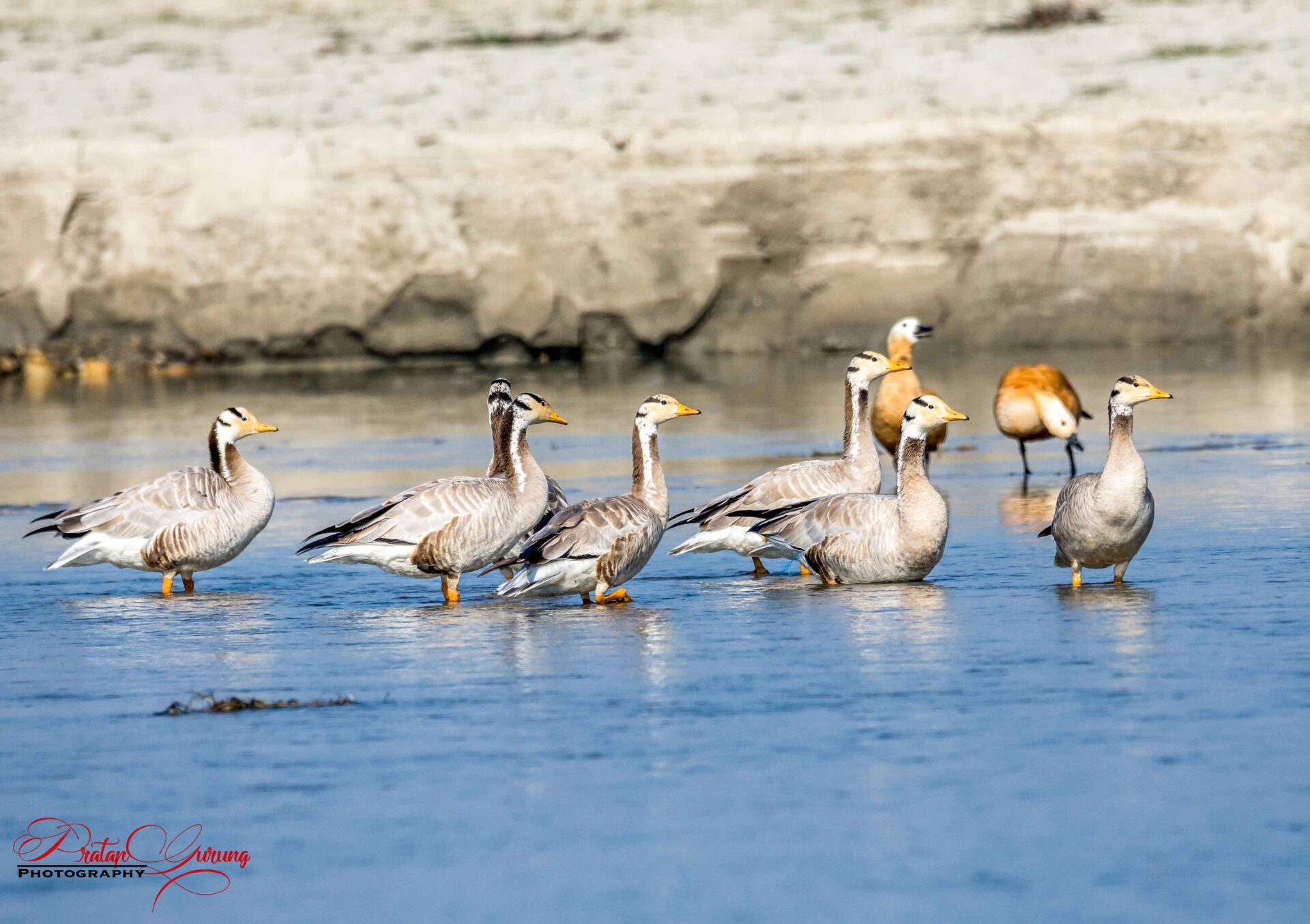 Best Places for Birdwatching in Nepal 22 Bar-headed goose