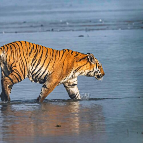 Bardia National Park tiger safari