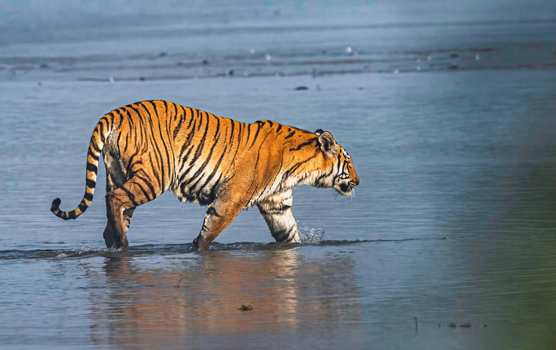 Bardia National Park tiger safari