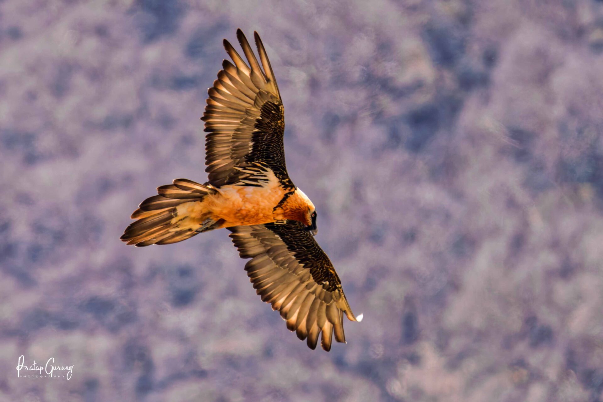 Best Places for Birdwatching in Nepal 29 Bearded vulture