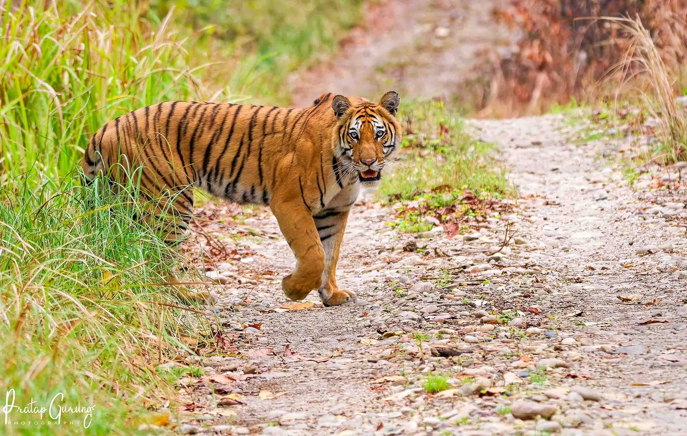 Best Places for Birdwatching in Nepal 34 Bengal Tiger