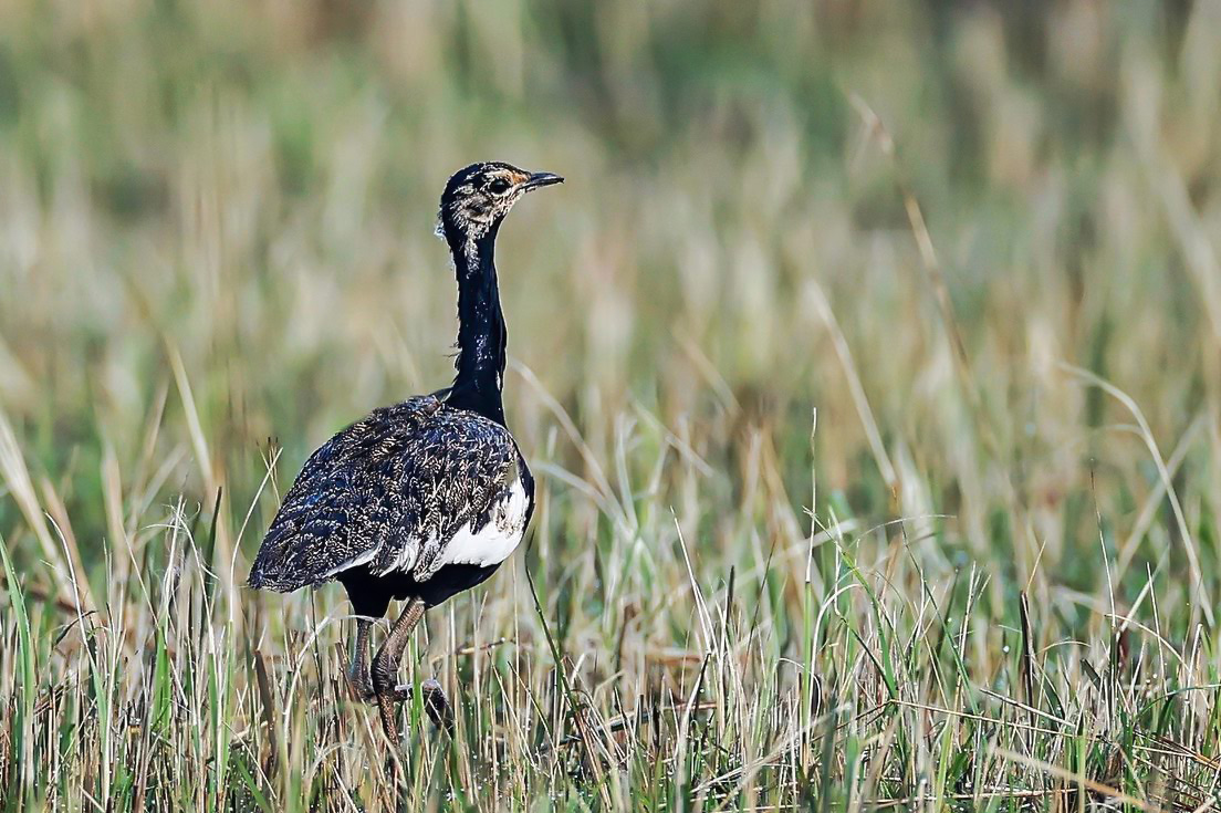 Best Places for Birdwatching in Nepal 38 Bengal florican