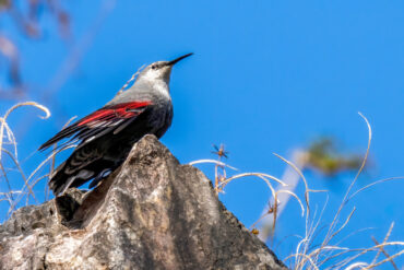 Best Places for Birdwatching in Nepal