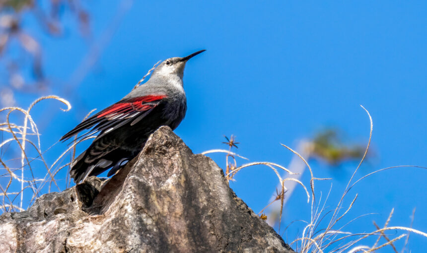 Best Places for Birdwatching in Nepal 1 Best Places for Birdwatching in Nepal