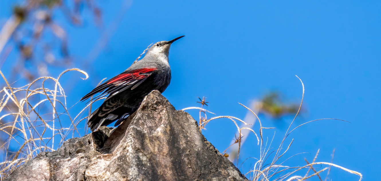 Best Places for Birdwatching in Nepal