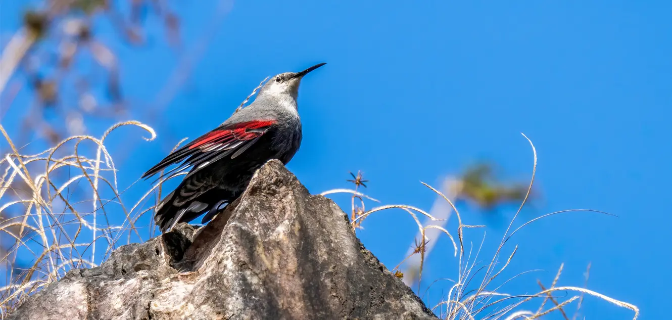 Best Places for Birdwatching in Nepal